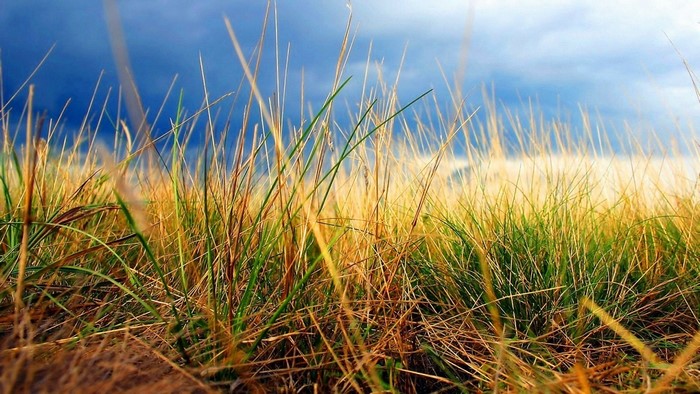 Close-up of dry and green grass against a cloudy sky