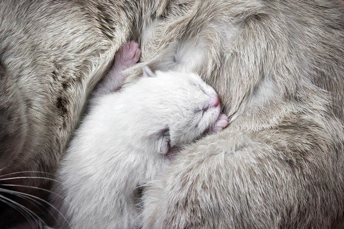 Newborn kitten sleeping on its mother cat