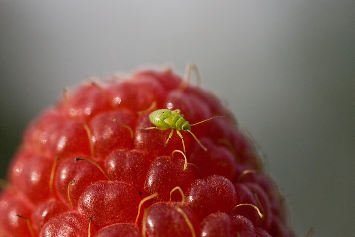 4K Raspberry with a green insect closeup