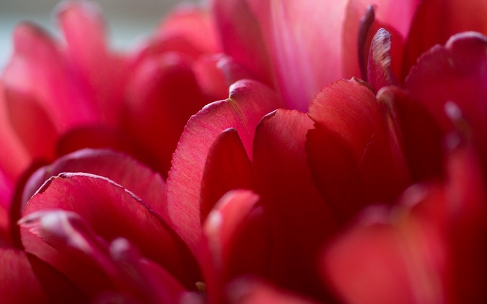 Close-up of red tulip petals