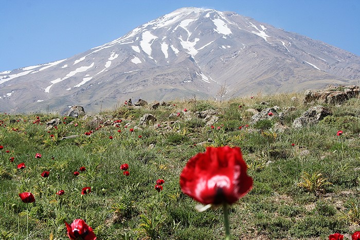 Mount Damavand with poppies in the foreground