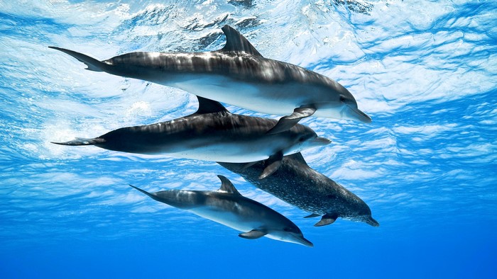 Four Dolphins Swimming Underwater