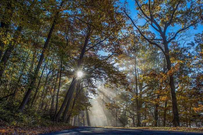 Sunbeams through autumn trees onto a road