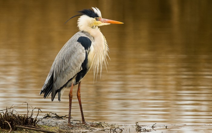 Grey Heron standing by the water