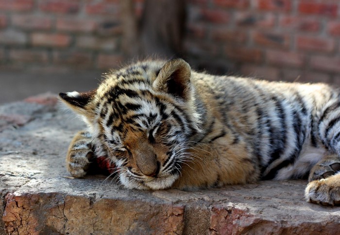 Tiger cub sleeping on rocks