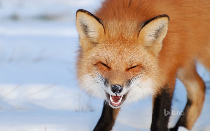 Red fox with eyes closed in the snow