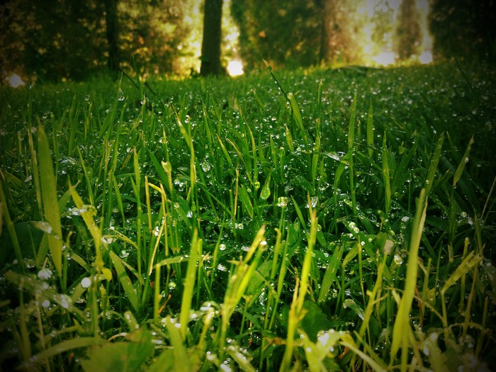 Dew drops on green grass in a forest