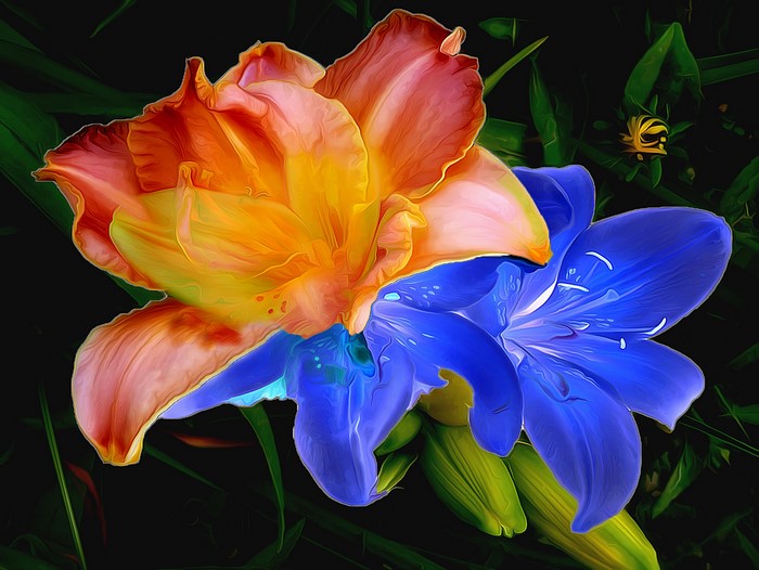 Two lilies, one orange and yellow, one blue, with green foliage