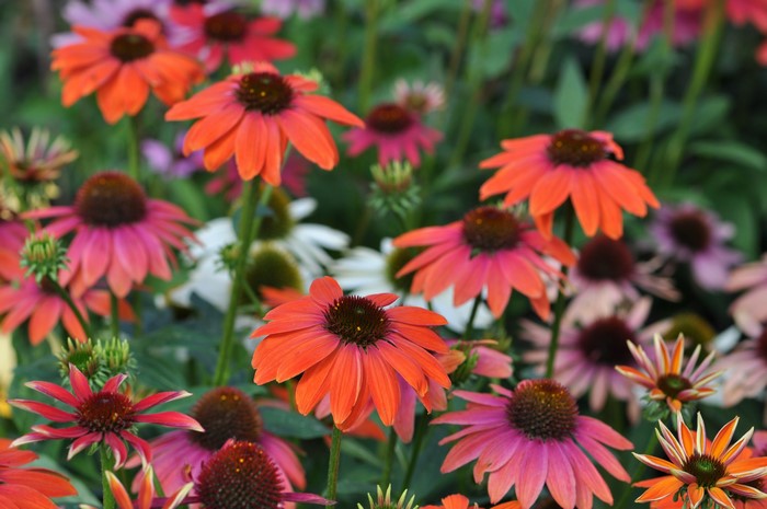 Orange and pink Echinacea flowers in a garden