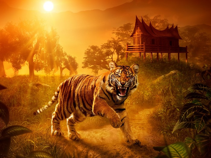 Tiger in a jungle at sunset