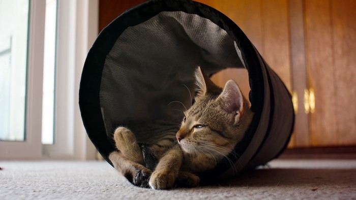 Tabby kitten playing in a cat tunnel