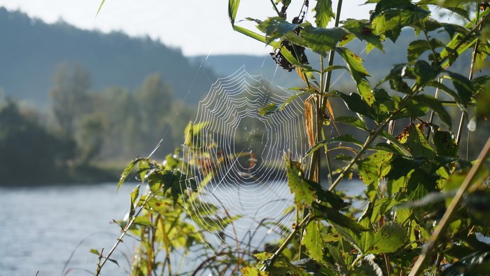 Spider web on a plant by a lake