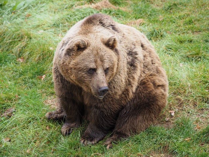 Brown Bear Sitting on Grass