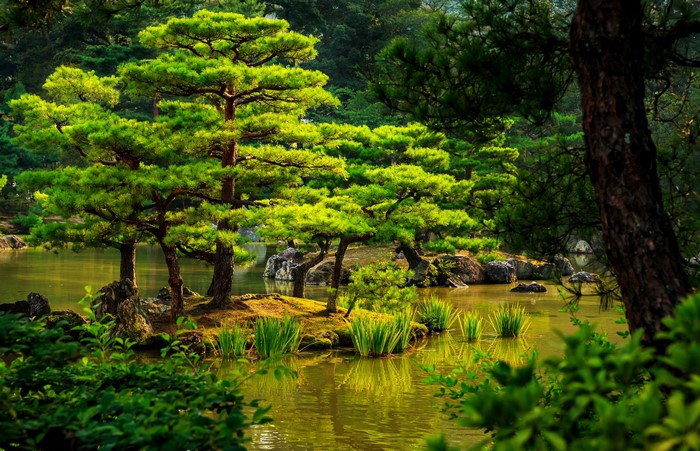 Pond with Pine Trees in Kyoto Garden