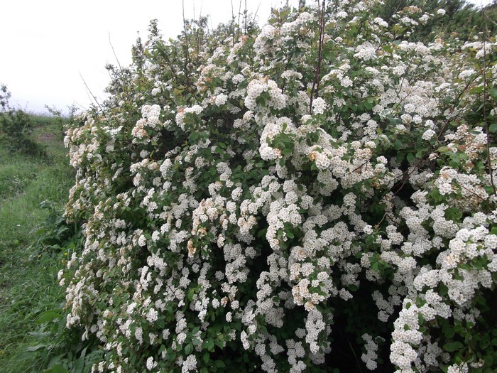 White flowering shrub with green leaves