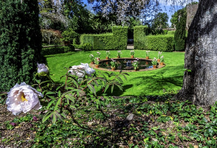 Filoli Gardens Fountain with Peonies and Topiary