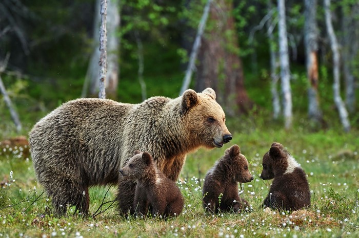 Mother Brown Bear with Three Cubs in Forest