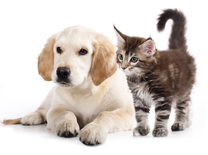 Golden Retriever Puppy and Maine Coon Kitten