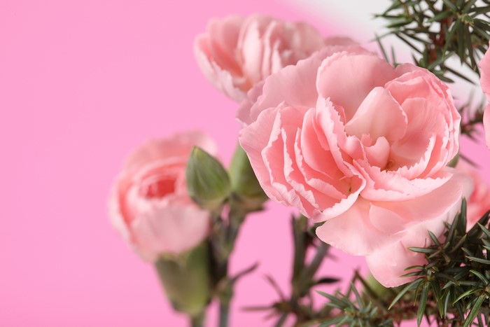 Pink Carnations with Greenery