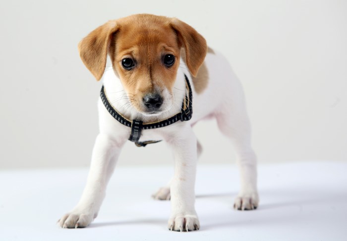 Jack Russell terrier puppy wearing a harness