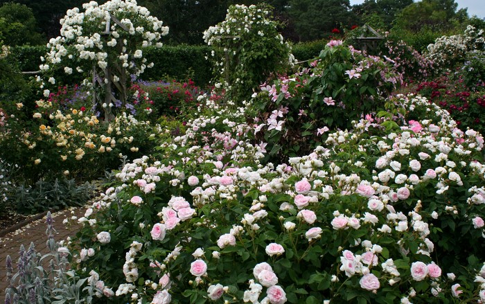 Rosemoor Garden Devon with many roses and shrubs