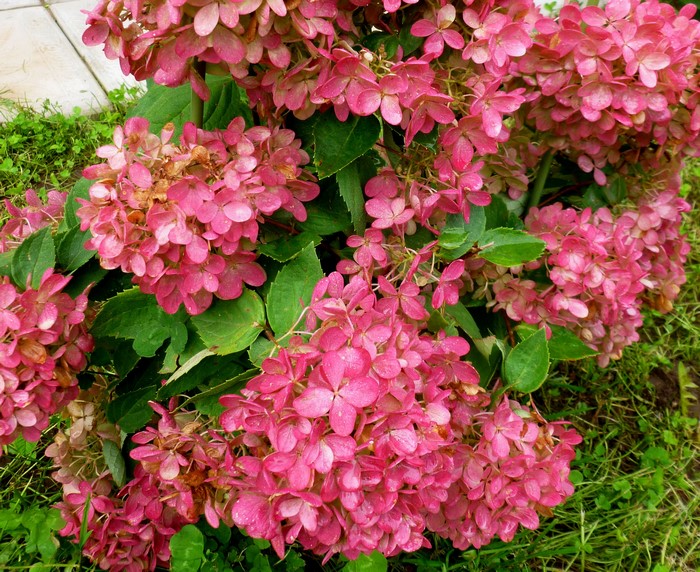 Pink Hydrangea paniculata flowers with green leaves