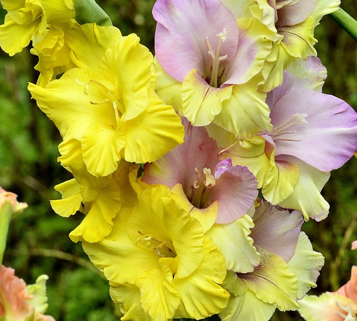 Close-up of yellow and pink gladiolus flowers