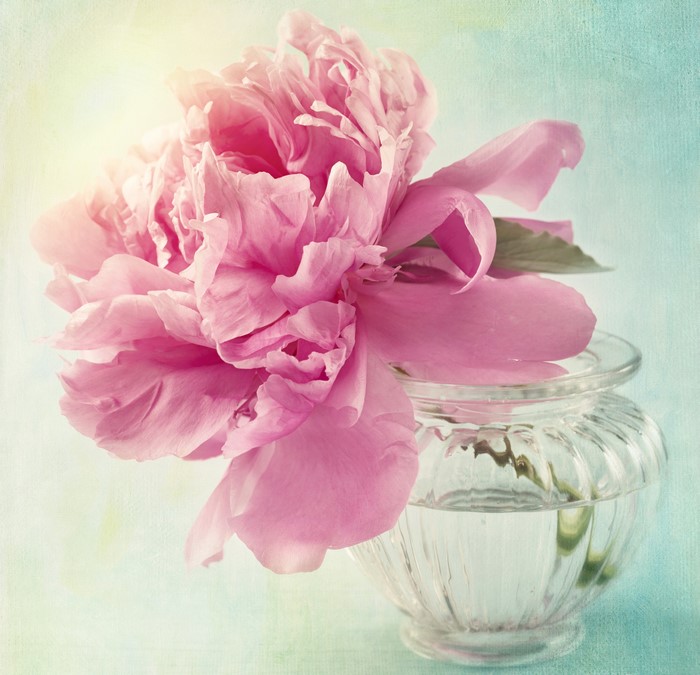 Pink Peony in a Glass Vase