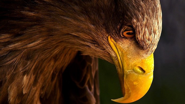 Close-up of a majestic eagle's head and beak