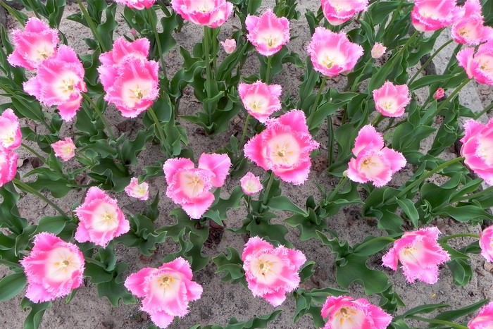 Pink fringed tulips blooming in sandy soil