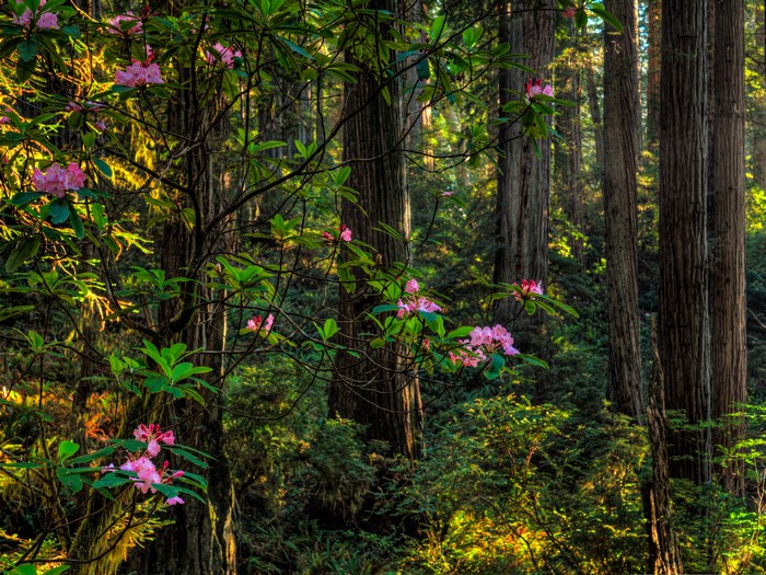 Forest with Rhododendron and Redwood Trees