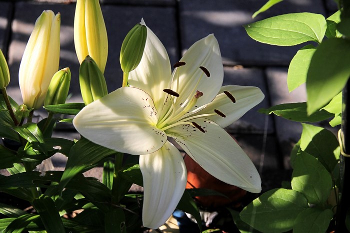 White Lily flower and buds