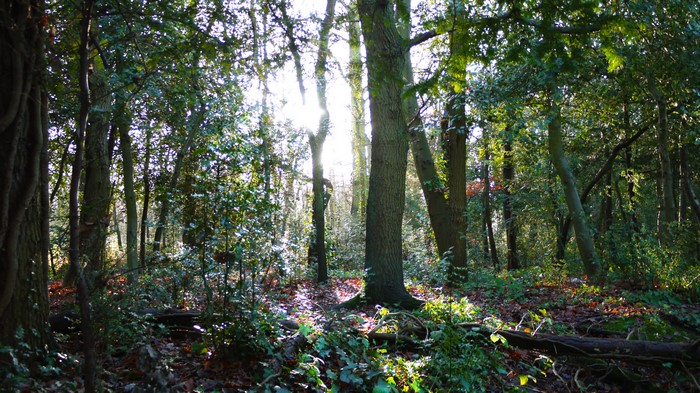 Forest with sun rays filtering through trees