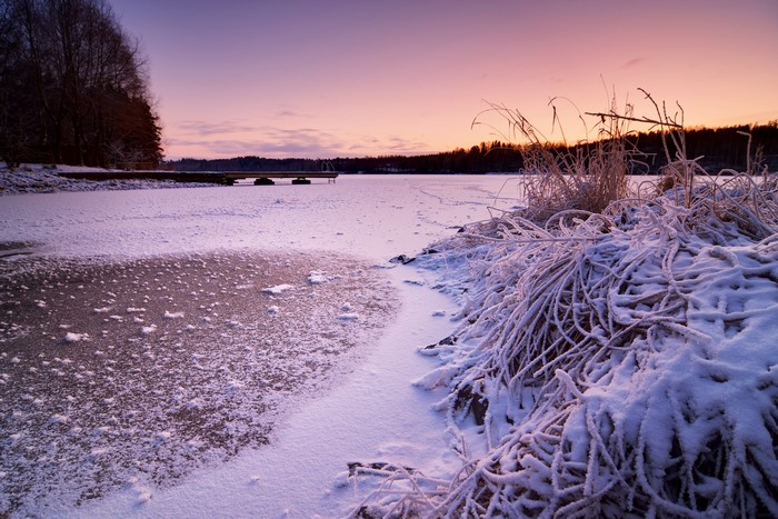 Frozen lake with snow-covered reeds at sunset