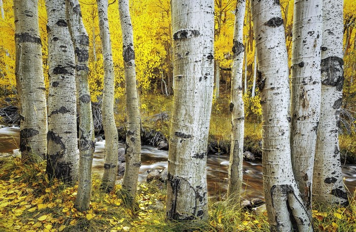 Aspen trees by a stream in autumn