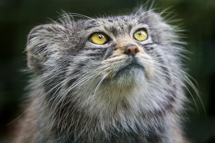 4K Close-Up of a Pallas Cat Glancing Upwards
