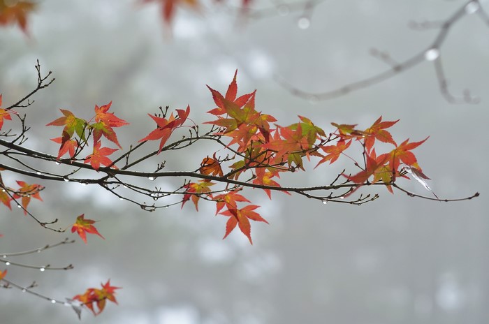 Autumn maple leaves on branches with water droplets