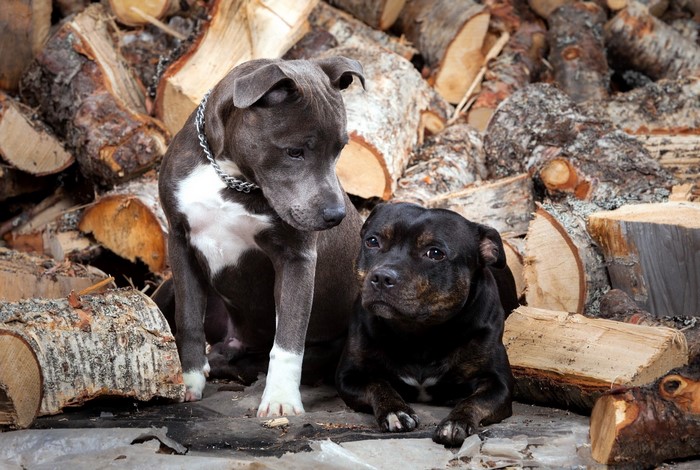 Two Staffordshire Bull Terriers sitting by firewood