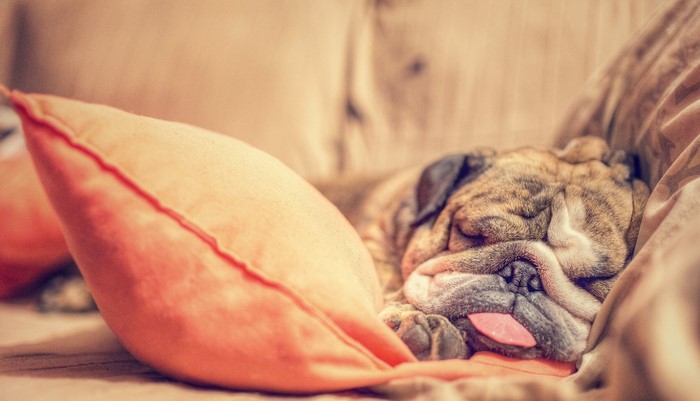 English Bulldog sleeping on a couch with a pillow