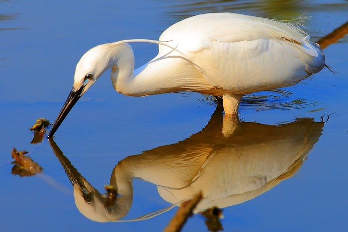 White heron bird reflected in blue water