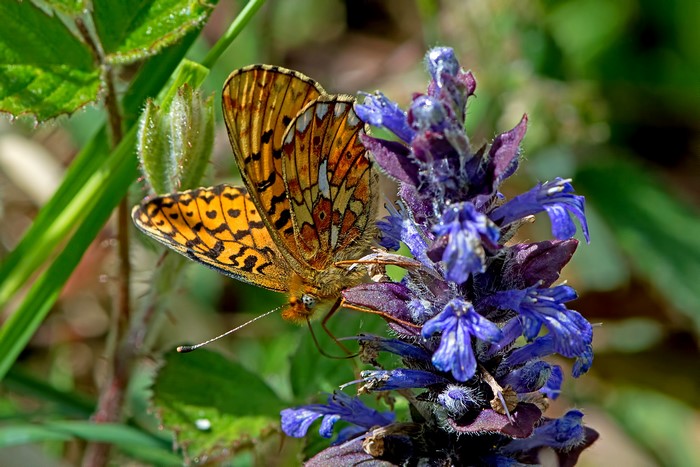 Pearl-bordered fritillary butterfly on purple flower