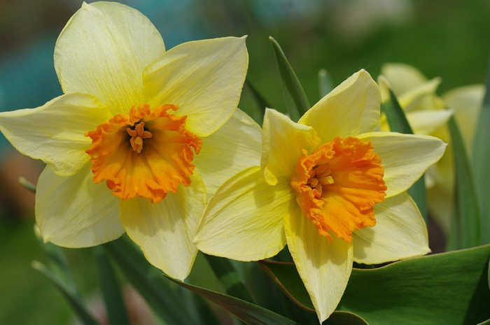 Two yellow and orange daffodils in close-up
