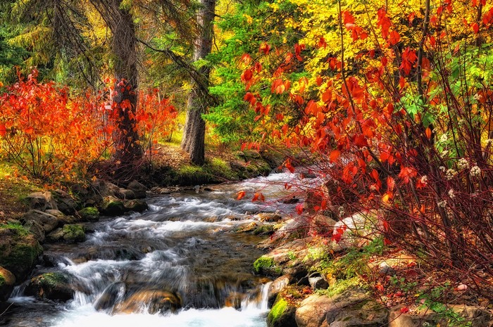 Autumn stream flowing through a forest with colorful trees