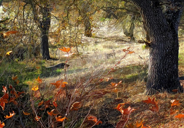 Autumn forest path with fallen leaves