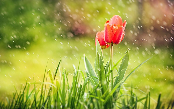Red tulips in the rain with green grass
