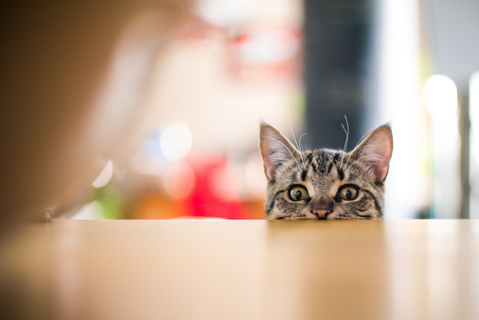 Tabby cat peeking over a wooden table