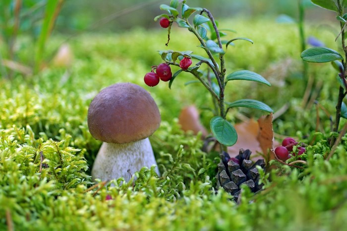 Mushroom and berries in moss