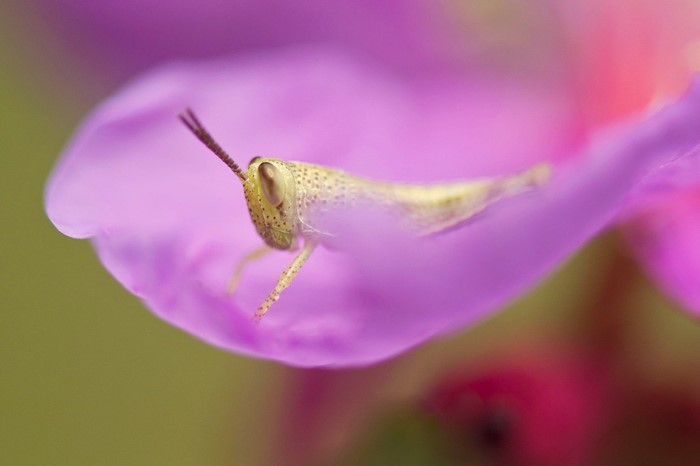 Grasshopper on a purple petal