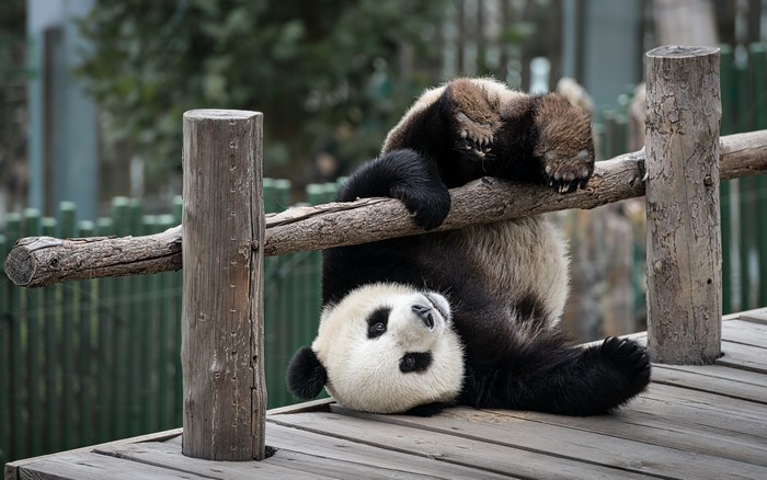 Two Pandas resting on a wooden structure