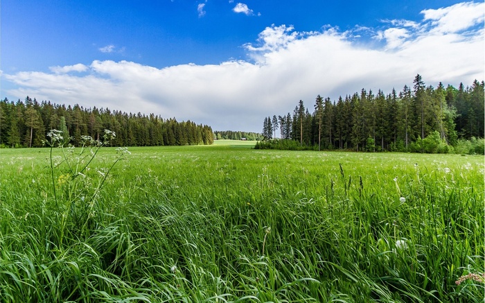 Green meadow with trees under a blue sky